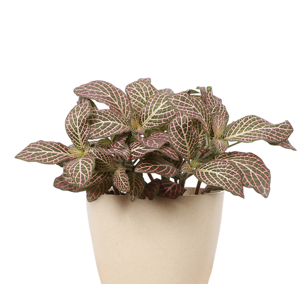 Nerve Plant Collection (Fittonia albivenis)