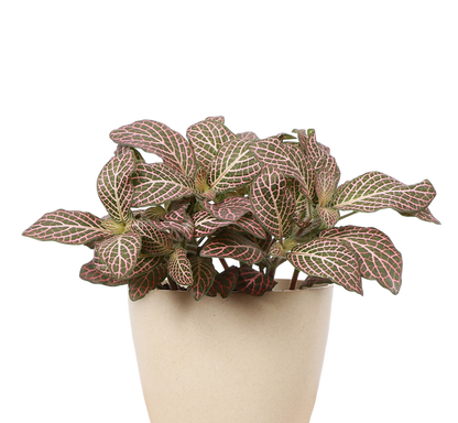 Nerve Plant Collection (Fittonia albivenis)