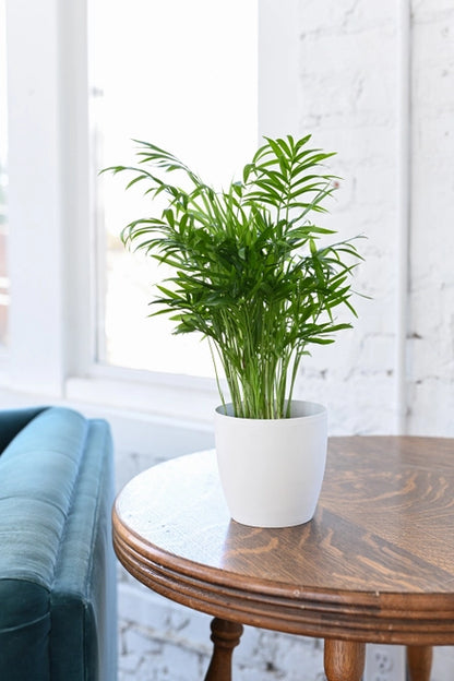 The Pet-Safe Beginner’s Plant Bundle is the perfect way to start your indoor garden without compromising your pet’s safety. Whether you’re a new plant parent or gifting to a pet lover, this bundle is a thoughtful and worry-free way to bring greenery home!