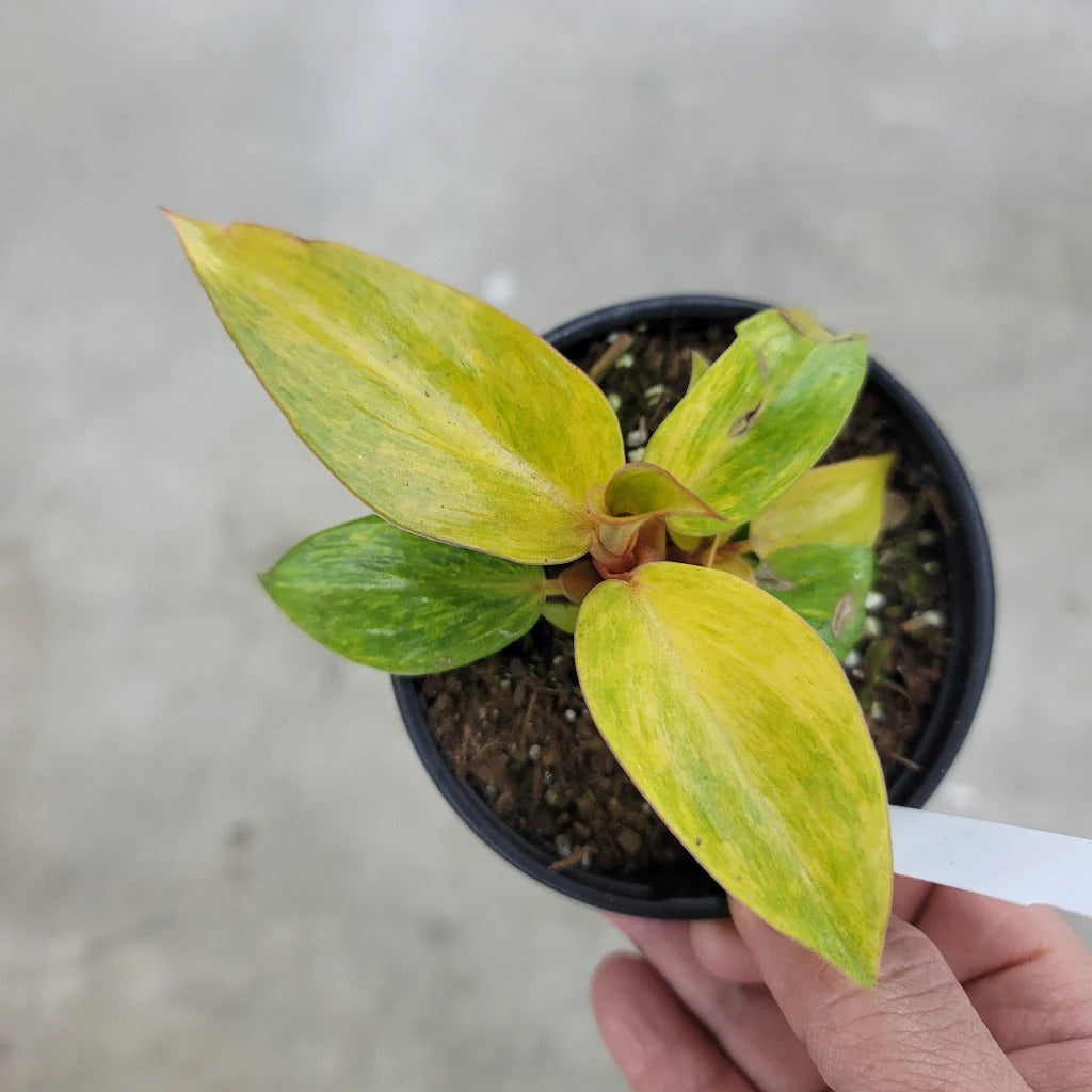 Philodendron Orange Marmalade / Quad Color Rare Plant