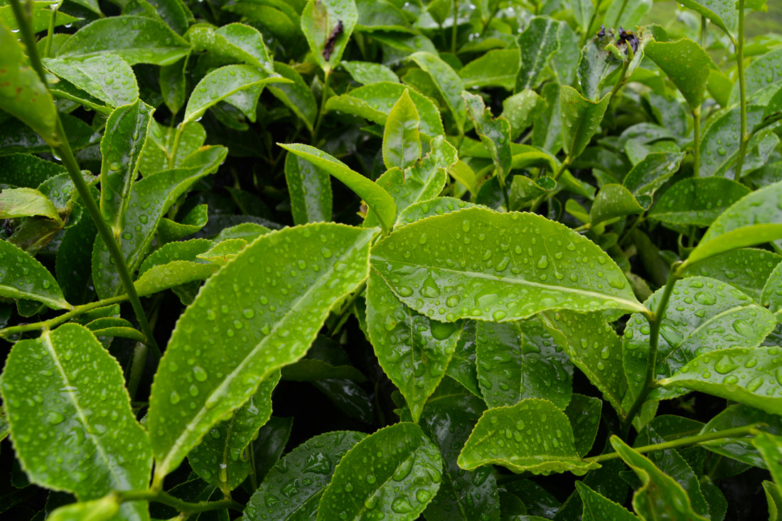 Large Leaf Tea 3&quot; Plant (Camellia sinensis)