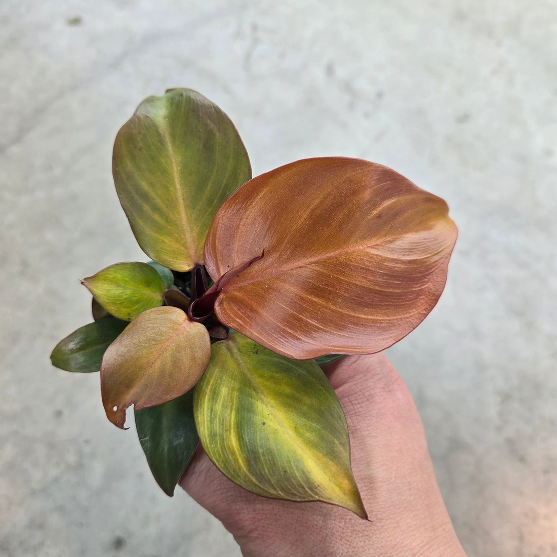 Philodendron Red Heart 3&quot; Rare Plant