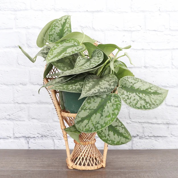 Big Leaf Satin Pothos (Scindapsus pictus &