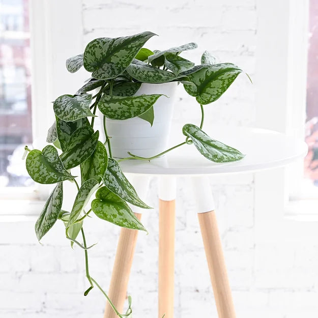 Big Leaf Satin Pothos (Scindapsus pictus &