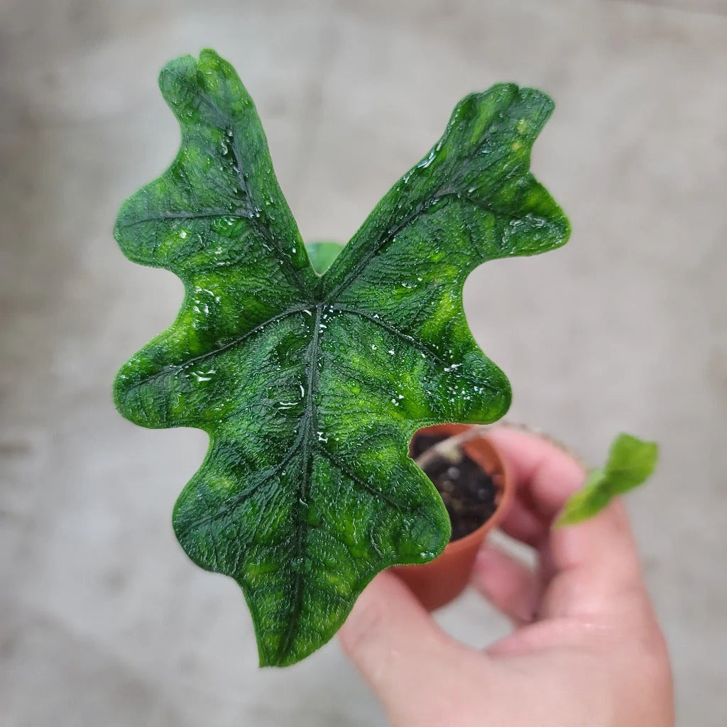 Alocasia Sulawesi &