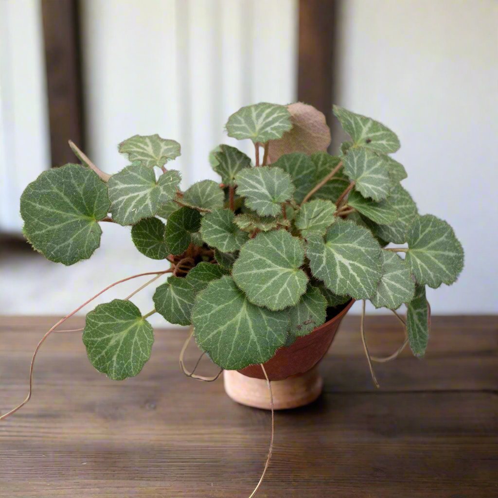 Strawberry Begonia 4&quot; Plant (Saxifraga stolonifera)