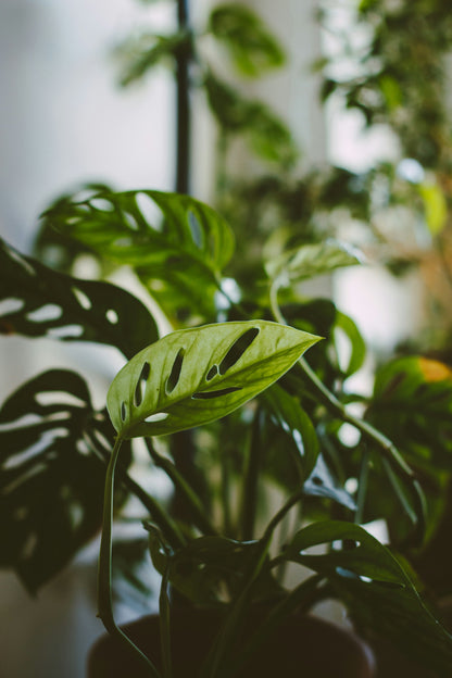 Monstera Adansonii  / Swiss Cheese Plant